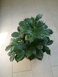 High angle view of potted plant on tiled floor