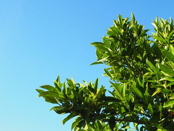 Low angle view of plant against clear blue sky