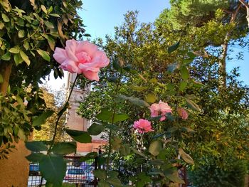 Low angle view of pink flowers blooming against sky