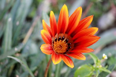 Close-up of orange flower