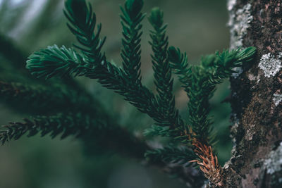 Close-up of pine tree