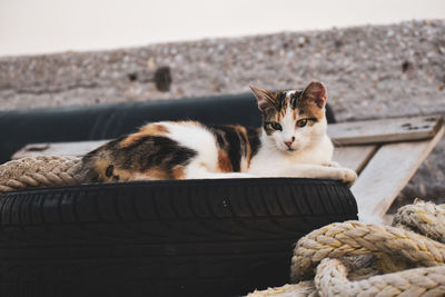 Cat sitting on a looking away