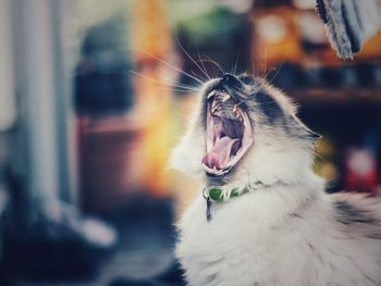Close-up of a cat yawning