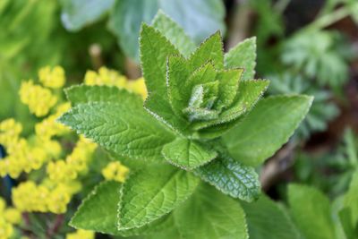 Close-up of green leaves