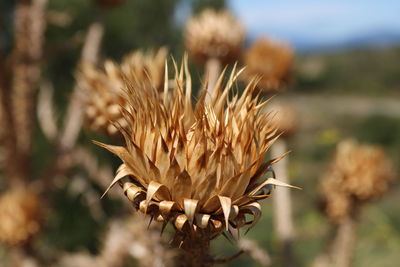 Close-up of dried plant on field