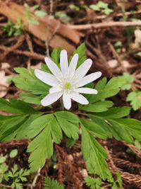 Close-up of white flowering plant on field