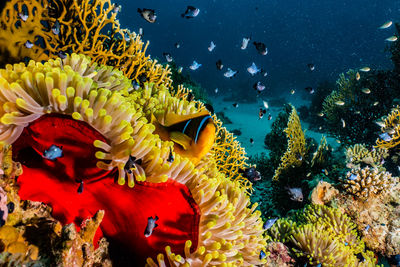 View of fish swimming in sea