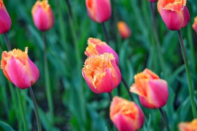 Close-up of pink tulips