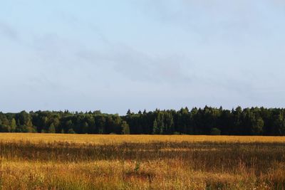 Scenic view of field against sky