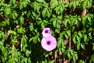 Close-up of purple flowering plants