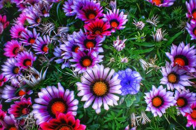 Close-up of purple flowers blooming outdoors