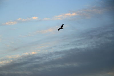 Low angle view of bird flying in sky