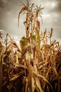 Close-up of corn stalks in garden against sky of gray rain clouds 