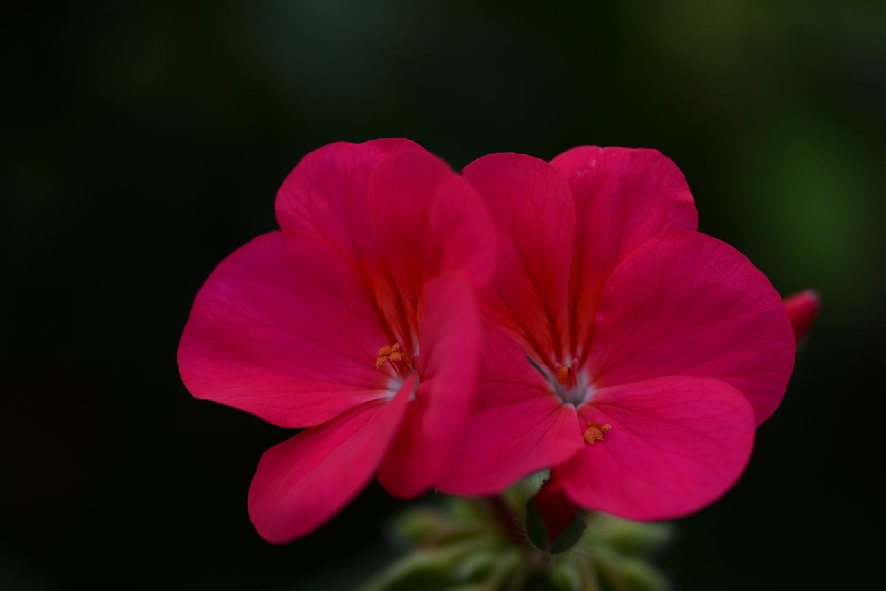 CLOSE-UP OF PINK FLOWER AGAINST BLURRED BACKGROUND