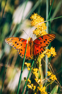 Close-up of butterfly pollinating on yellow flower