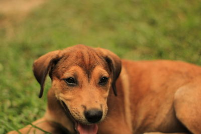 Portrait of dog relaxing on field