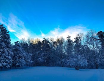 Trees on snow covered land against blue sky