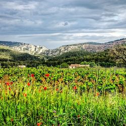 Scenic view of flowering plants on field against sky