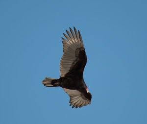 Low angle view of birds against clear blue sky