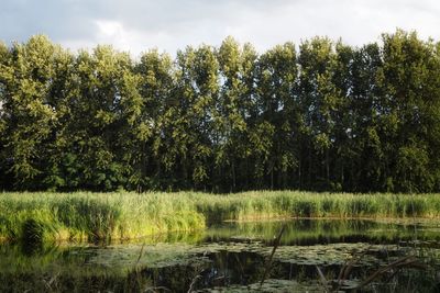 Scenic view of lake against trees in forest