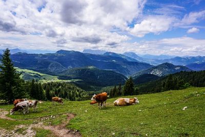 View from the dürrnbachalm / chiemgau alps with cows 