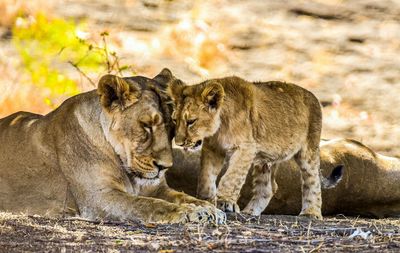 Close-up of lions