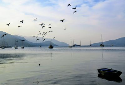 View of birds flying over sea