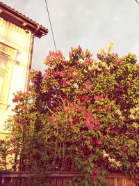 Low angle view of tree against sky