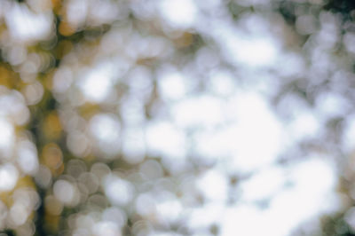 Full frame shot of plants