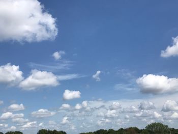 Low angle view of trees against blue sky