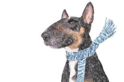 Close-up of a dog over white background