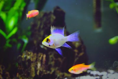 View of fish swimming in sea