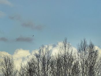 Low angle view of bare trees against blue sky