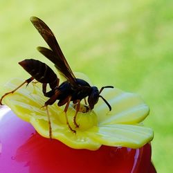 Close-up of insect on flower