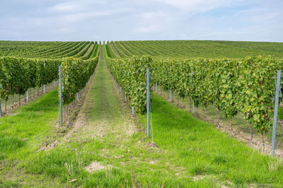 Vine plants