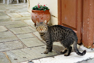 Cat sitting on footpath