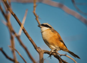 Close-up of bird perching on branch