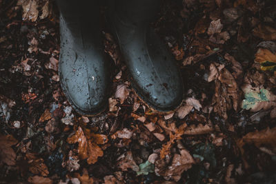 Low section of autumn leaves on field