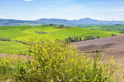 Scenic view of oilseed rape field against sky
