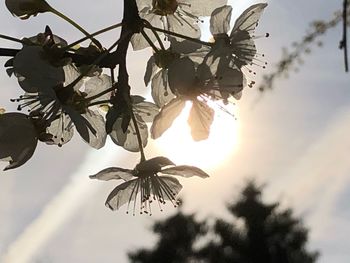 Low angle view of flowering plant against sky