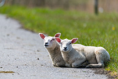 Sheep in a farm