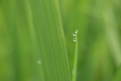 Close-up of water drops on green leaf