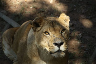 Portrait of an elderly lioness in uganda