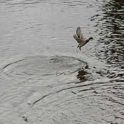 Close-up of bird in water