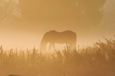 Silhouette horse grazing on field against sky at sunset