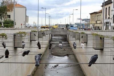 View of birds perching on railing