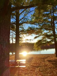 Sun shining through trees