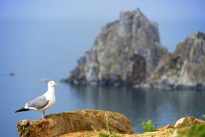 Seagull against cliff on sea