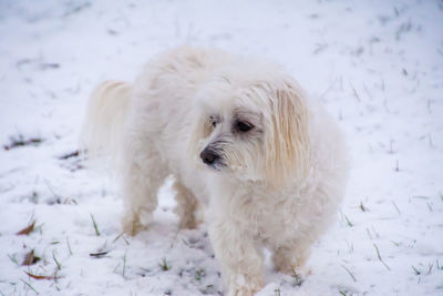 Close-up of dog on snow field