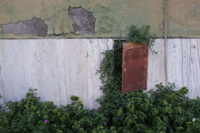 Plants against wall